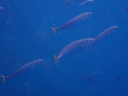 Image of Atlantic Chub Mackerel