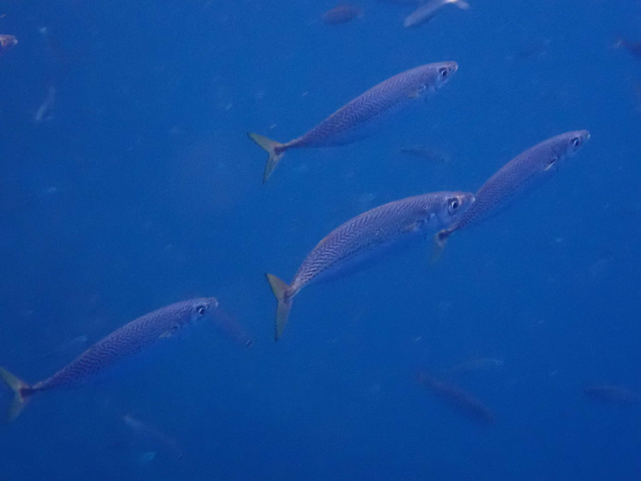 Image of Atlantic Chub Mackerel