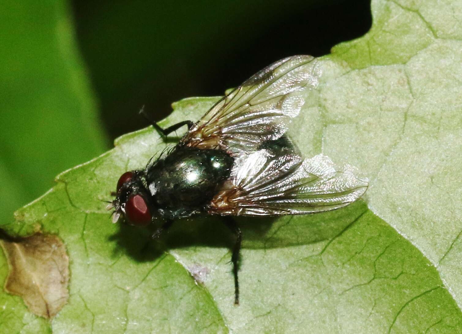 Image of Eudasyphora cyanicolor (Zetterstedt 1845)