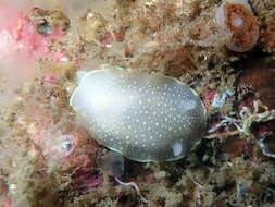 Image of white Atlantic cadlina