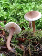 Inocybe petiginosa (Fr.) Gillet 1876 resmi