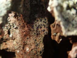 Image of dot lichen