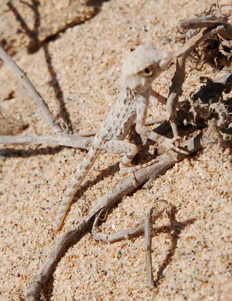 Image of Carter’s Semaphore Gecko