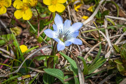 Image of Gentiana thunbergii var. thunbergii