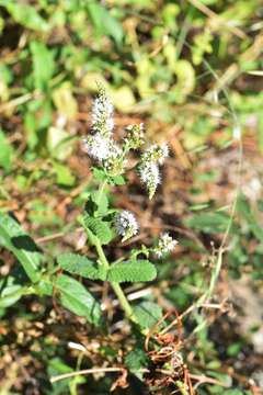 Image of Apple Mint