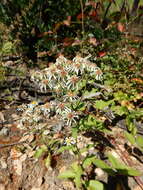 Image of roughleaf aster