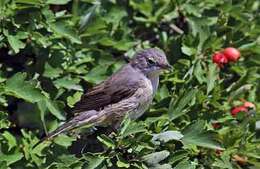 Image of Moltoni's Warbler