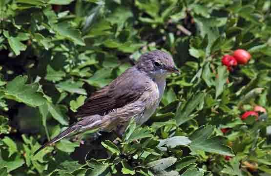 Image of Moltoni's Warbler