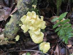 Image de Cotylidia aurantiaca (Pat.) A. L. Welden 1958