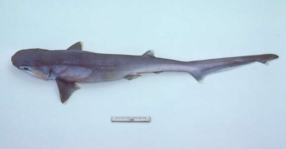 Image of Bigeyed Sixgill Shark