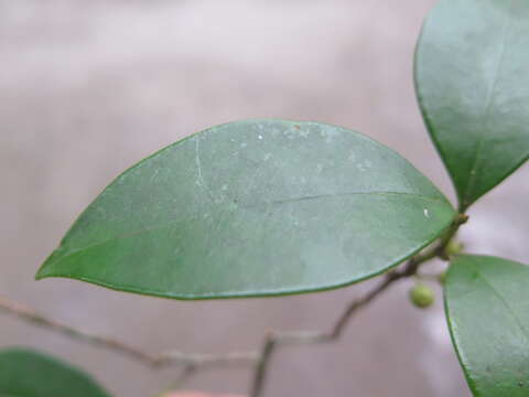 Image of Ilex elmerrilliana S. Y. Hu