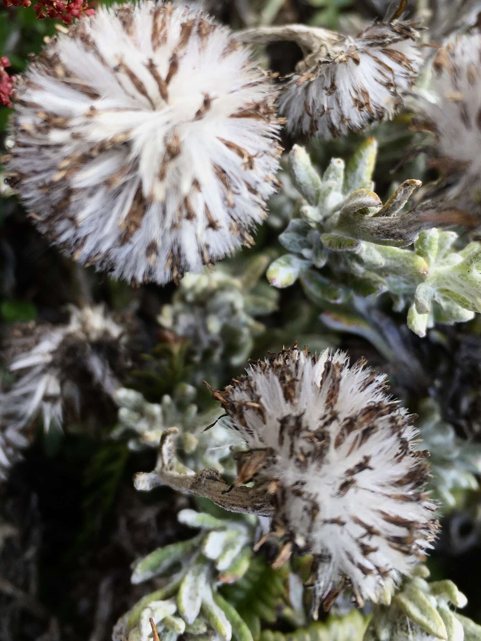 Image of Senecio littoralis Gaud.