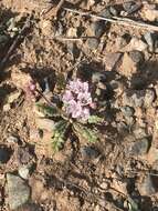 Image of Arizona phacelia