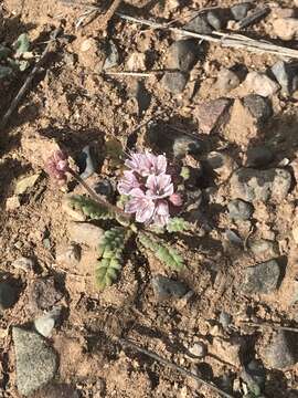 Image of Arizona phacelia