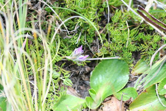 Image of Lupinus microphyllus Desr.