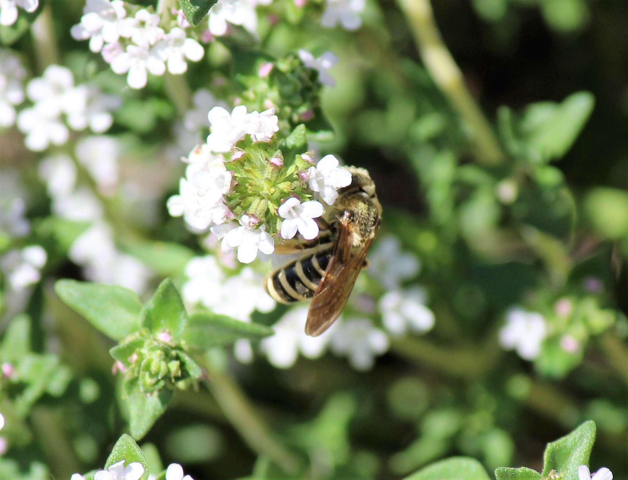 Image of Halictus farinosus Smith 1853