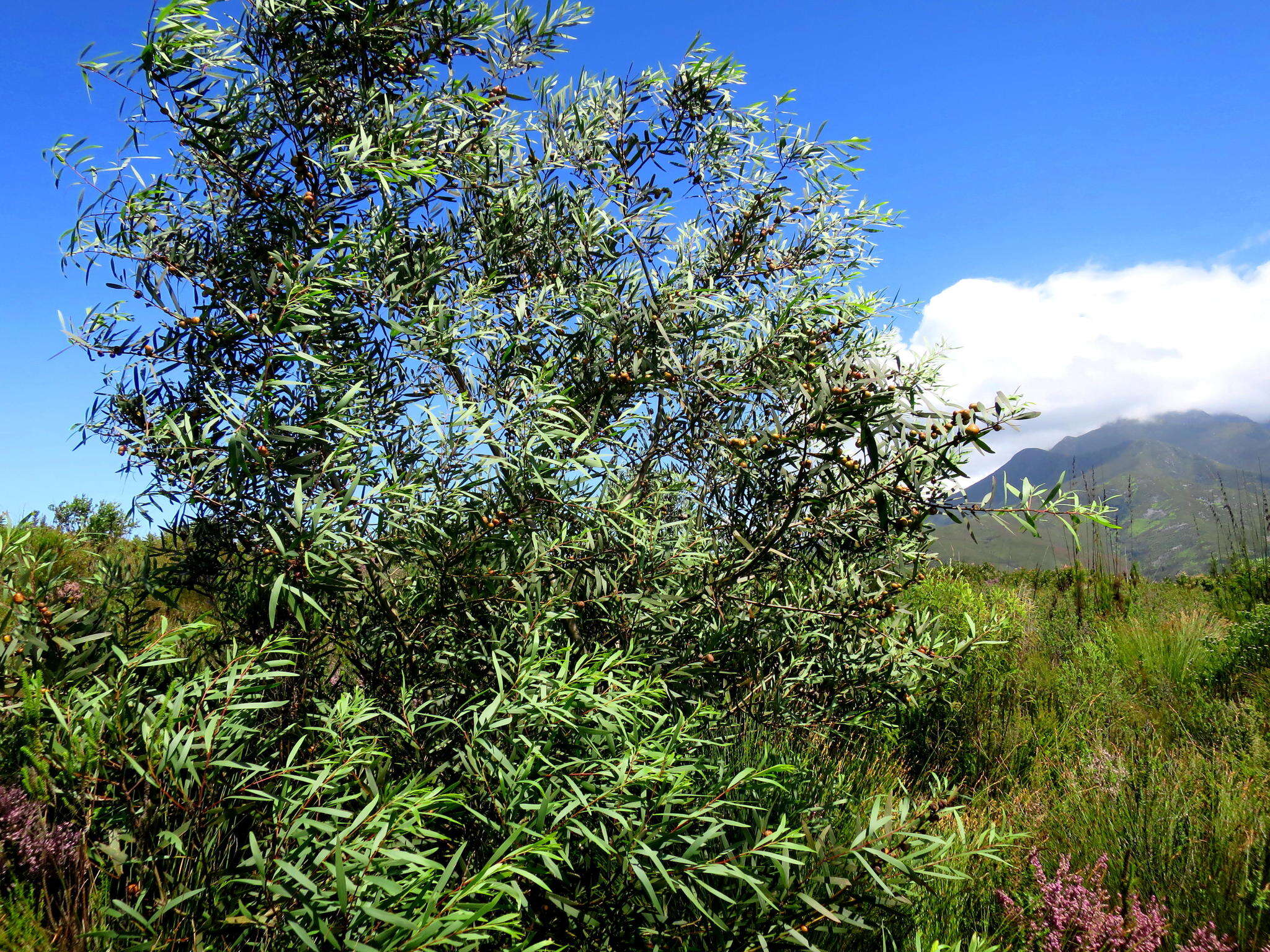 صورة Trichilogaster acaciaelongifoliae (Froggatt 1892)