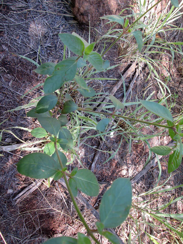 Image of Pupalia lappacea (L.) A. Juss.