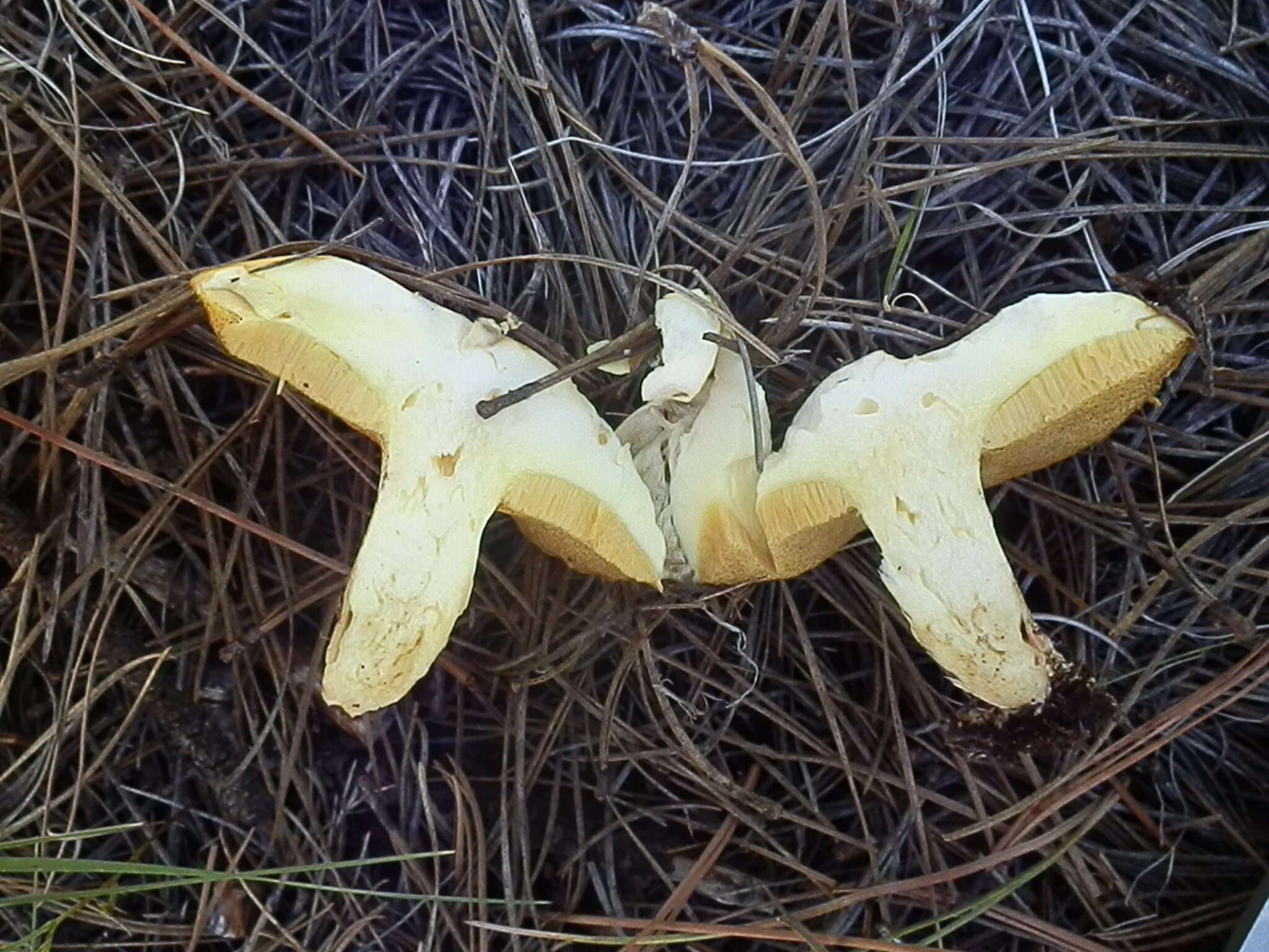 Image of Suillus kaibabensis Thiers 1976