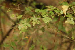 Image of parsley hawthorn