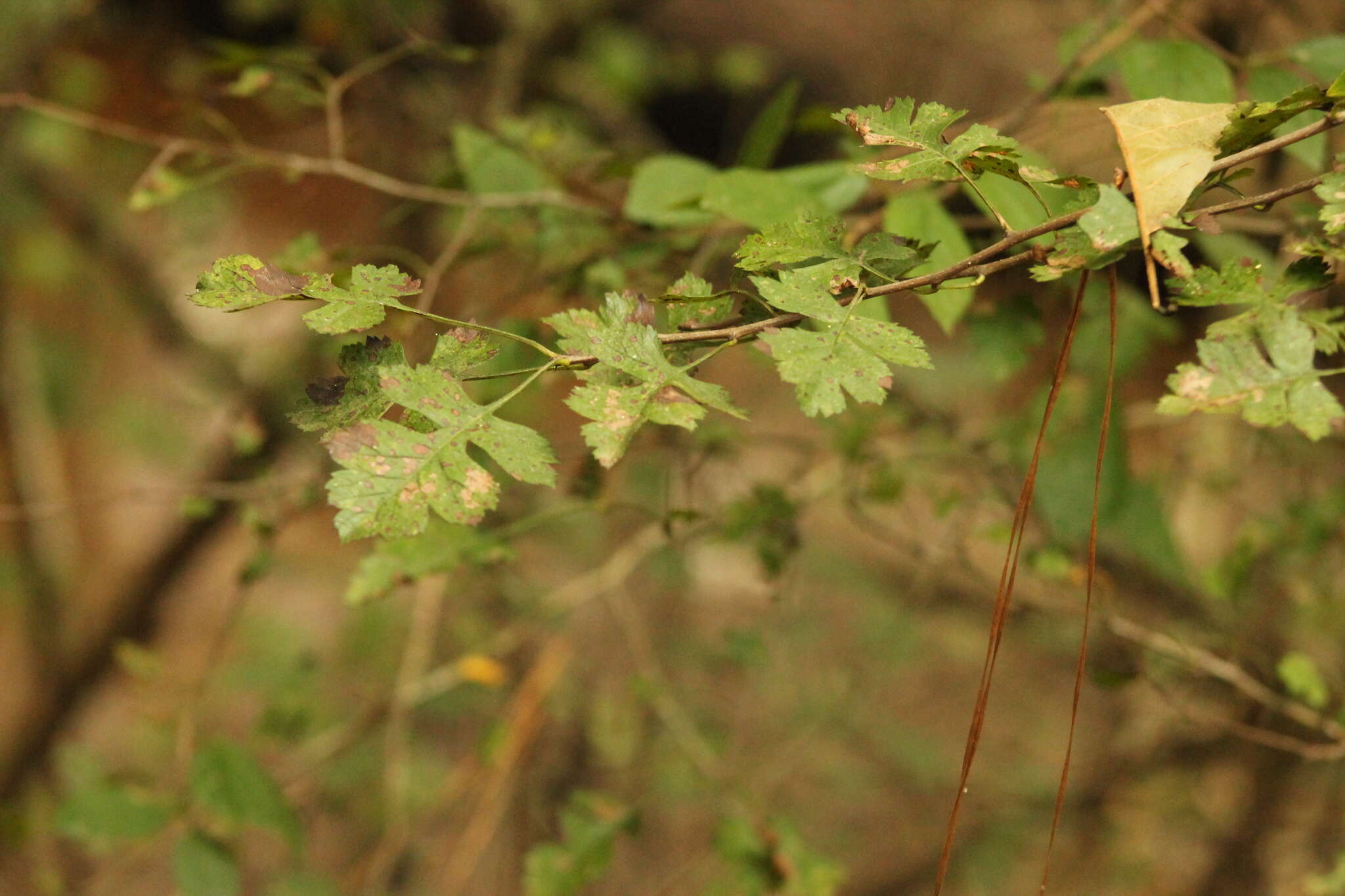 Image de Crataegus marshallii Eggleston