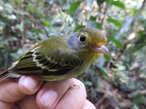 Image of Wing-barred Piprites