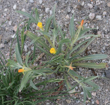 Image of Camissoniopsis pallida (Abrams) W. L. Wagner & Hoch