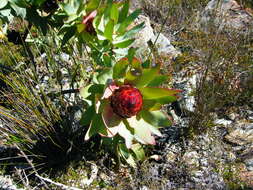 Image of Spicy conebush