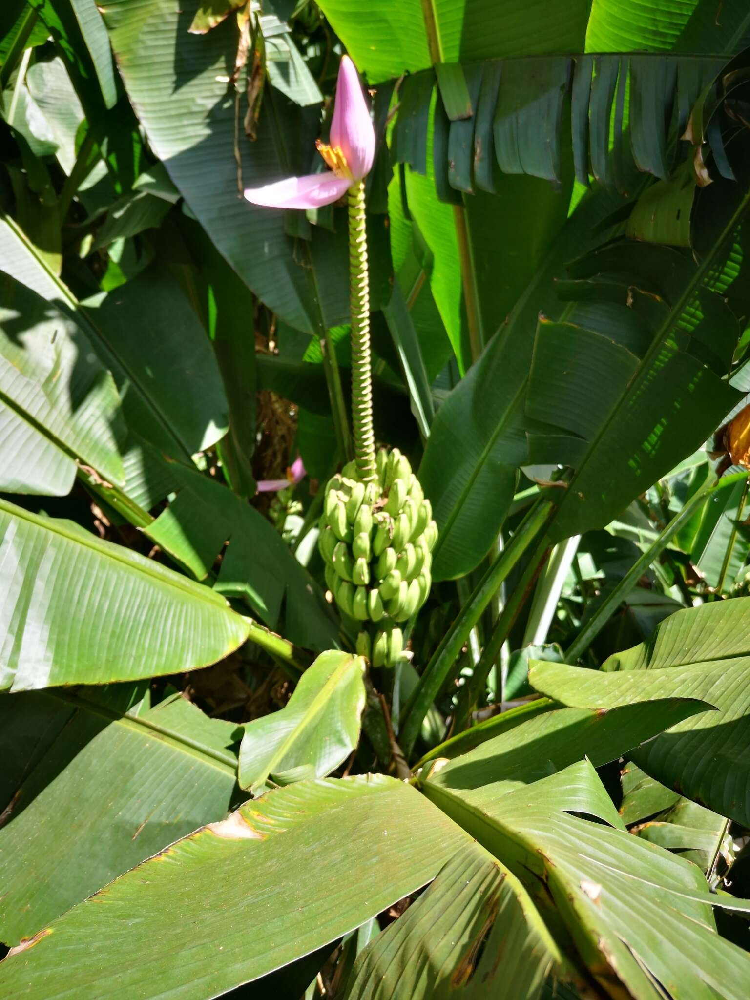 Image of Musa ornata Roxb.