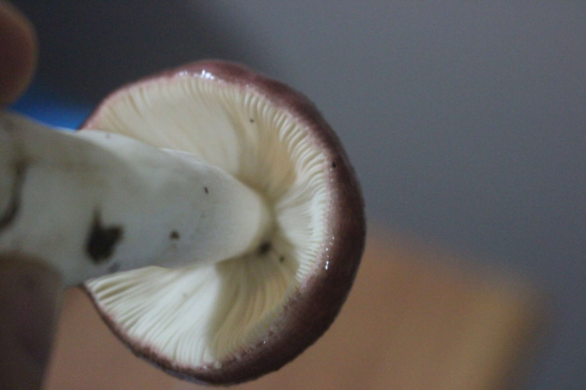 Image of Russula nitida (Pers.) Fr. 1838