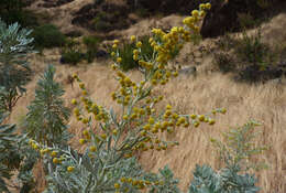 Imagem de Artemisia gorgonum Webb