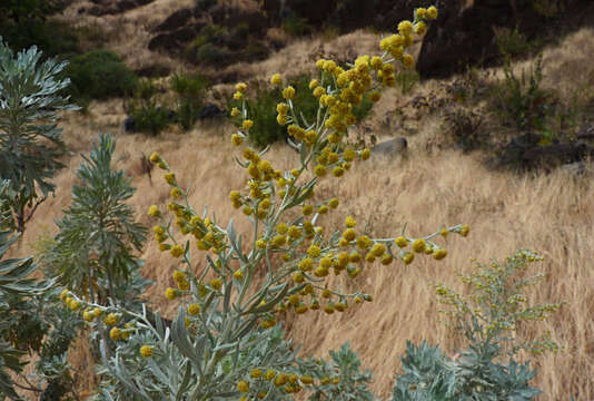 Image of Artemisia gorgonum Webb