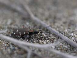 Plancia ëd Cicindela (Cicindela) oregona Le Conte 1856