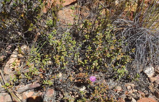 Ruschia virgata (Haw.) L. Bol. resmi