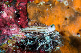 Image of Three-lined Blenny