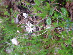 Image of Crepis froelichiana subsp. dinarica (Beck) Gutermann