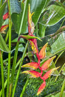 Image of Heliconia rauliniana Barreiros