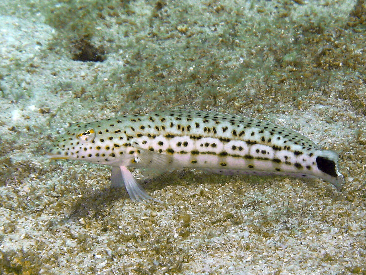 Image of Parapercis pacifica Imamura & Yoshino 2007