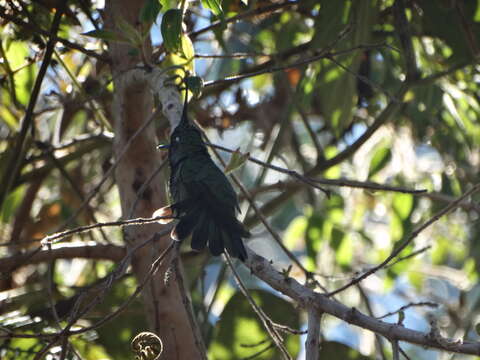 Image of Black-breasted Plovercrest