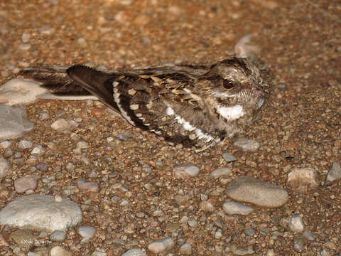 Image of Slender-tailed Nightjar