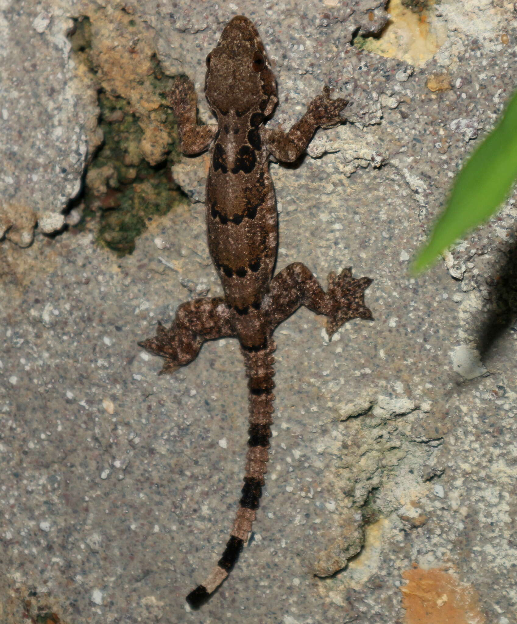 Image of Gekko horsfieldii (Gray 1827)