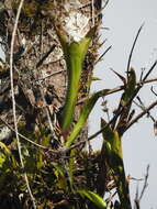 Image of Wittmackia portoricensis