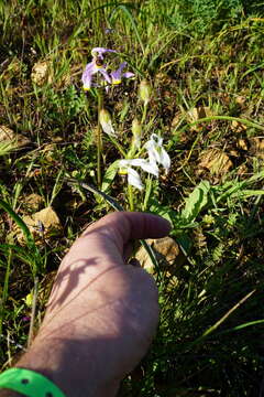 Plancia ëd Dodecatheon clevelandii subsp. clevelandii