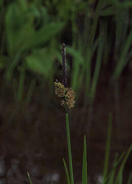 صورة Carex raynoldsii Dewey