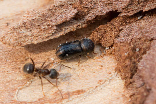 Trypodendron lineatum (Olivier & A. G. 1795) resmi