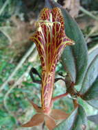 Image of Columnea schiedeana Schltdl.