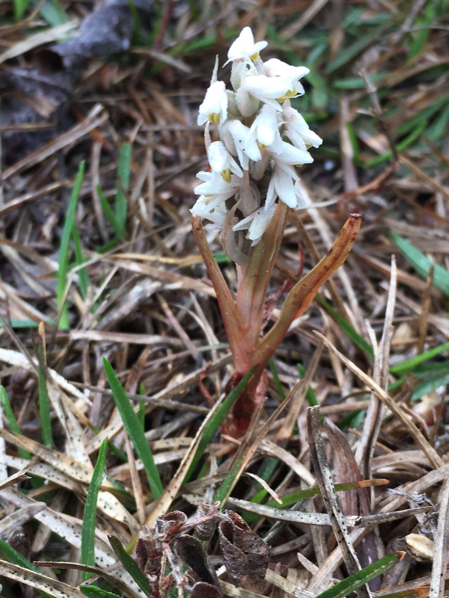 Image of Lawn orchid