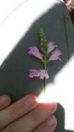 Image of Slender-Leaf False Dragonhead