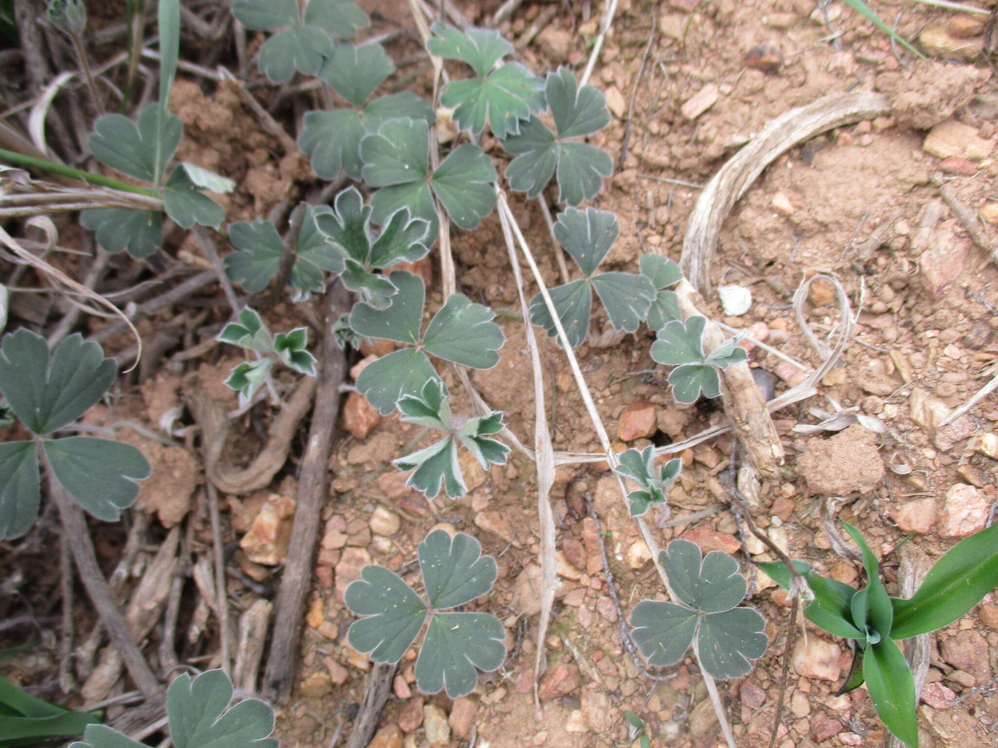 Image of Pelargonium ternifolium P. J. Vorster