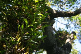 Image of Bulbophyllum sandersonii subsp. sandersonii